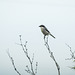 Day 2, Loggerhead Shrike, Rockport