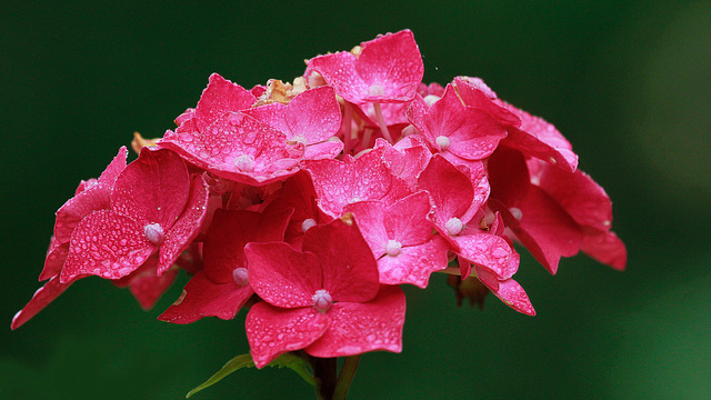 Hydrangea et crachin....