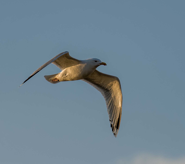 Gull in flight1