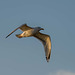 Gull in flight1