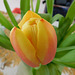 Tulipe*************