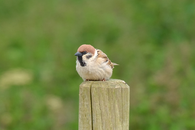 Tree Sparrow