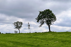 Trees in different sizes