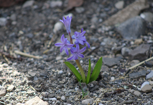One Tough Little Flower One Tough Little Flower
