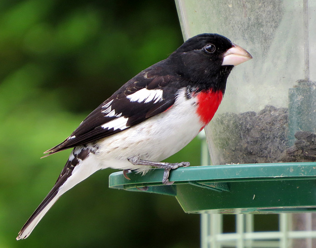 Rose-breasted Grosbeak, male