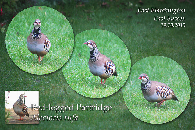 Red-legged Partridge - East Blatchington - 19.10.2015