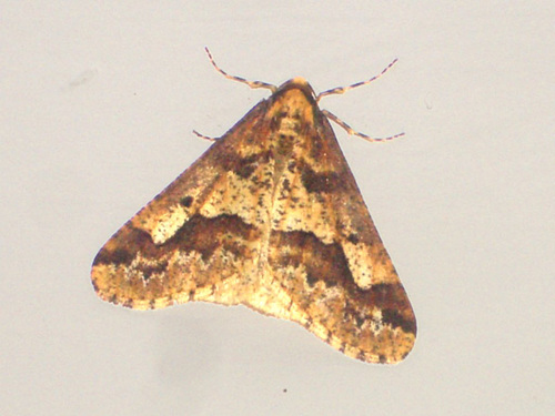 1935 Erannis defoliaria (Mottled Umber)
