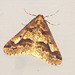 1935 Erannis defoliaria (Mottled Umber)