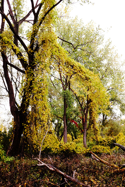 yellow leaf vines