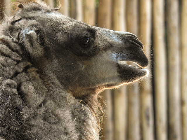 20170615 1954CPw [D~MS] Trampeltier (Camelus ferus bactrianus), Zoo Münster