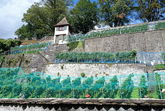 Weinberg überm Rosengarten