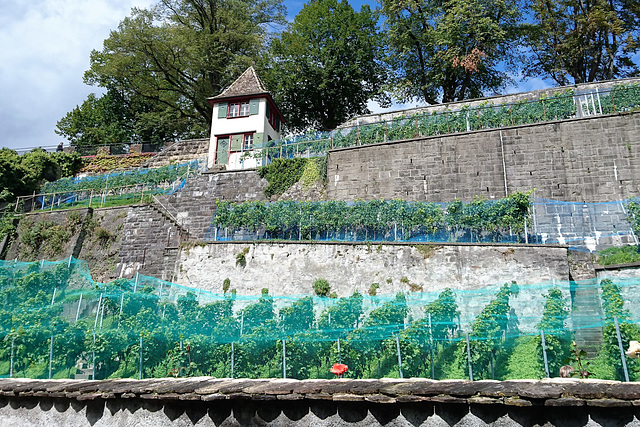 Weinberg überm Rosengarten