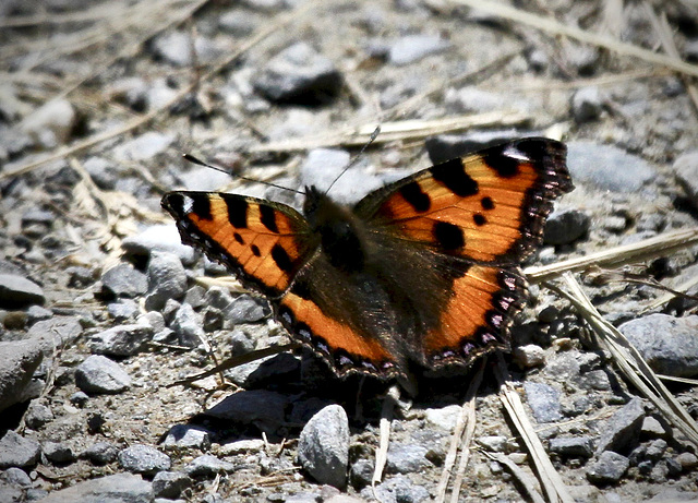 Kleiner Fuchs