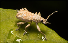 IMG 2600 Weevil