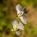 Blue tit and great tit