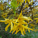 20230420 161600SHw [D~LIP] Forsythie (Forsythia) [Goldglöckchen], Bad Salzuflen