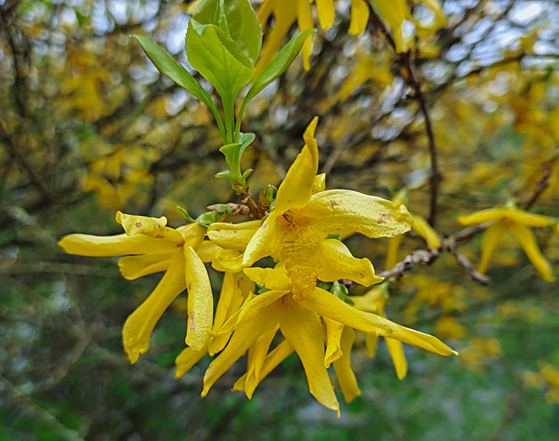 20230420 161600SHw [D~LIP] Forsythie (Forsythia) [Goldglöckchen], Bad Salzuflen