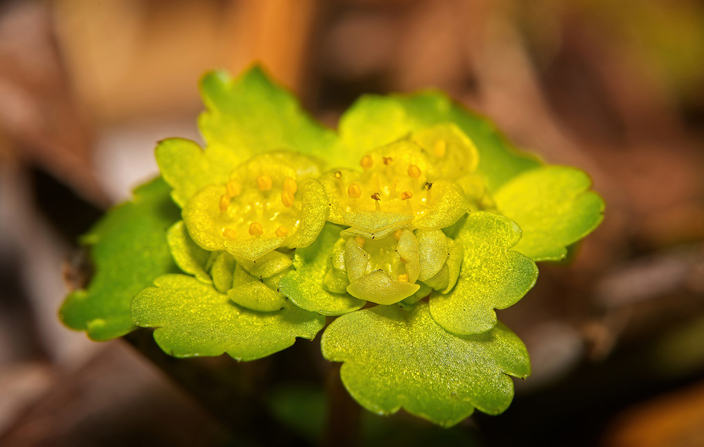 Die oberen Ansichten des Wechselblättrigen Milzkrautes :))  The upper views of the alternate-leaved spleenwort :))  Les vues supérieures de l'anthyllide à feuilles alternes :))