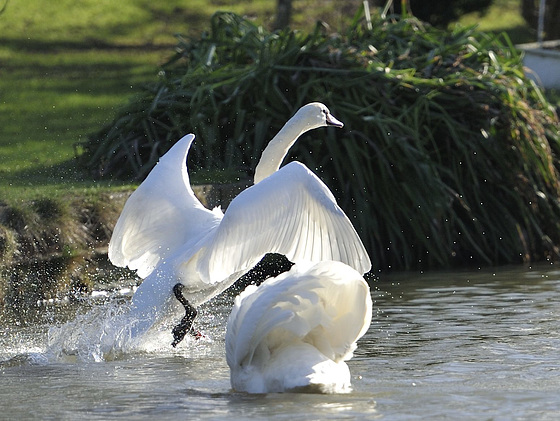 Swans