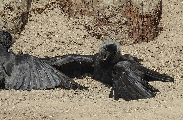 20170615 1955CPw [D~MS] Dohle (Corvus monedula), Zoo Münster