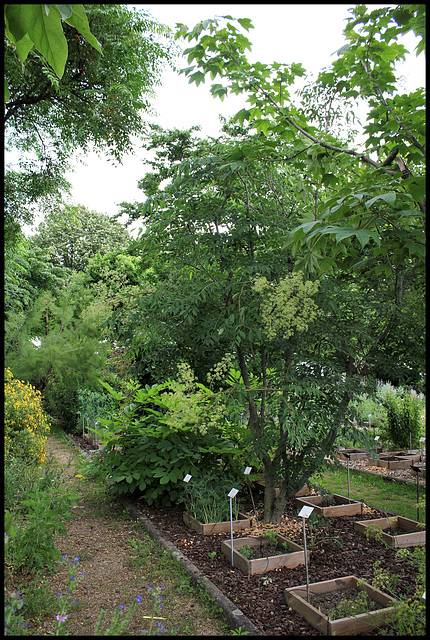 Aralia spinosa - aralia épineuse