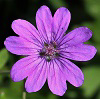 Geranium pyrenaicum