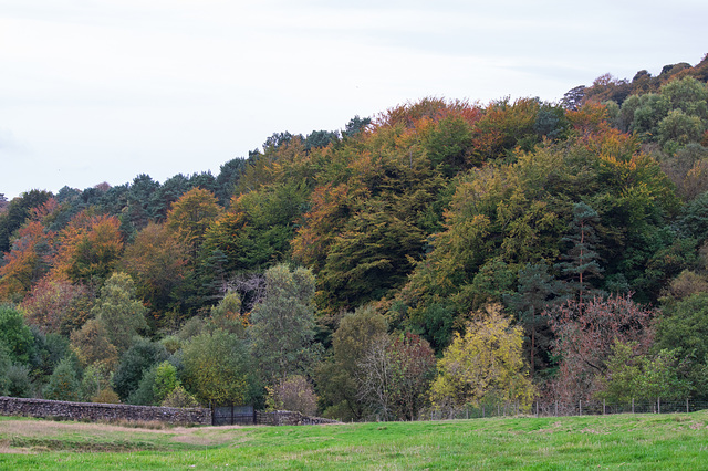 Swallow's Wood Nature Reserve