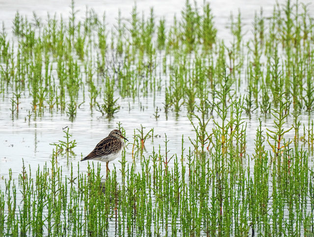 Day 2, shorebird, Rockport, South Texas