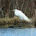 Great White Egret in full mating plumage.