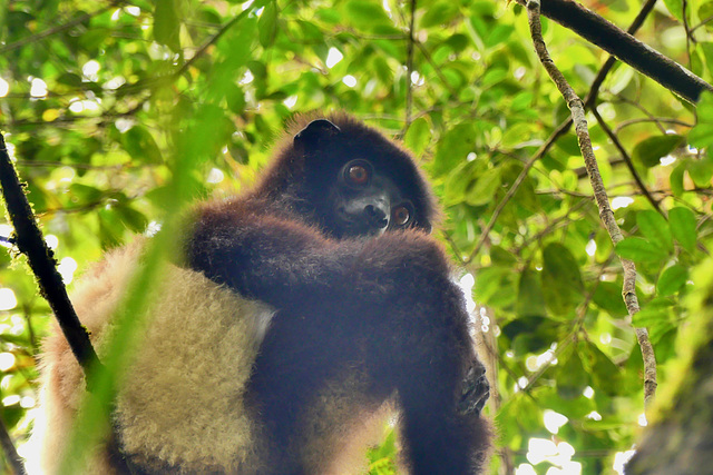 P1250026- Propithèque de Milne-Edwards - Parc Ranomafana. 16 novembre 2019