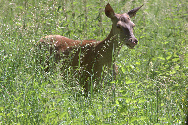 Par où vai je commencer, l'herbe est si haute !