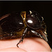 IMG 2604 Beetle