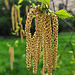 20230420 161845SHw [D~LIP] Moor-Birke (Betula pubescens) [Haarbirke], Bad Salzuflen