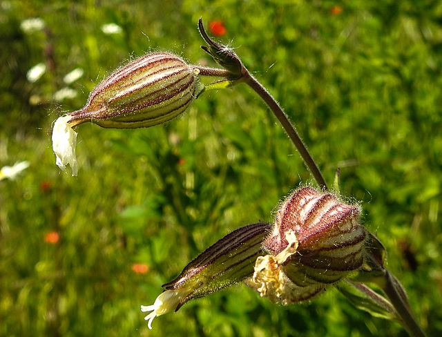 20230531 0518CPw [D~LIP] Breitblättrige Lichtnelke (Silene latifolia), UWZ, Bad Salzuflen