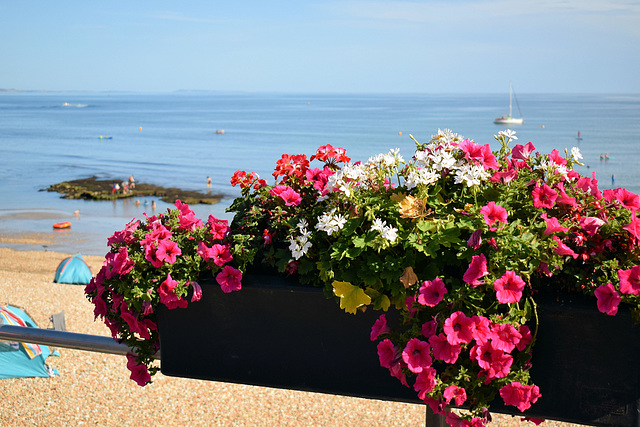 Floral Fence + PiP