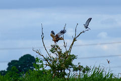 Marsh Harrier scattering Woodpigeons
