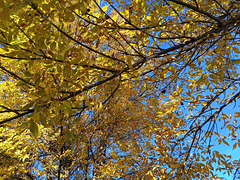 Autumn in Sioux Falls (H.A.N.W.E.)