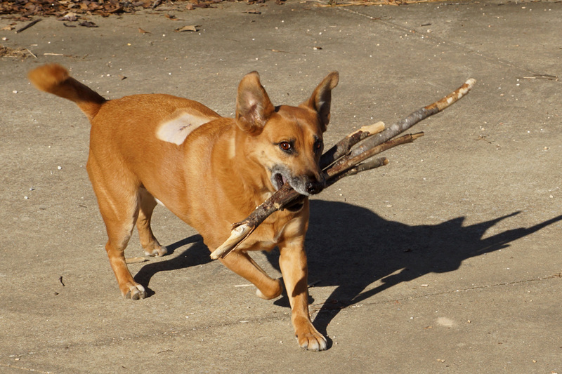 Otis, with Sticks