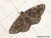 1940 Deileptenia ribeata (Satin Beauty), form sericearia