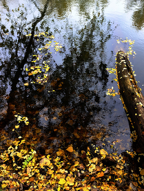 fall stream reflection