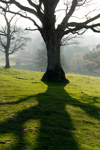 Shadow land at Lyme Park