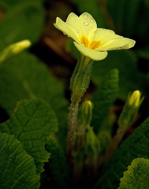 Woodland Primroses With Drops Of Morning Dew