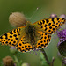 Perlmutterfalter auf kleiner Distel