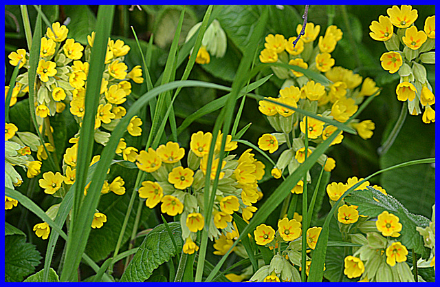 Primula  support ukraine to