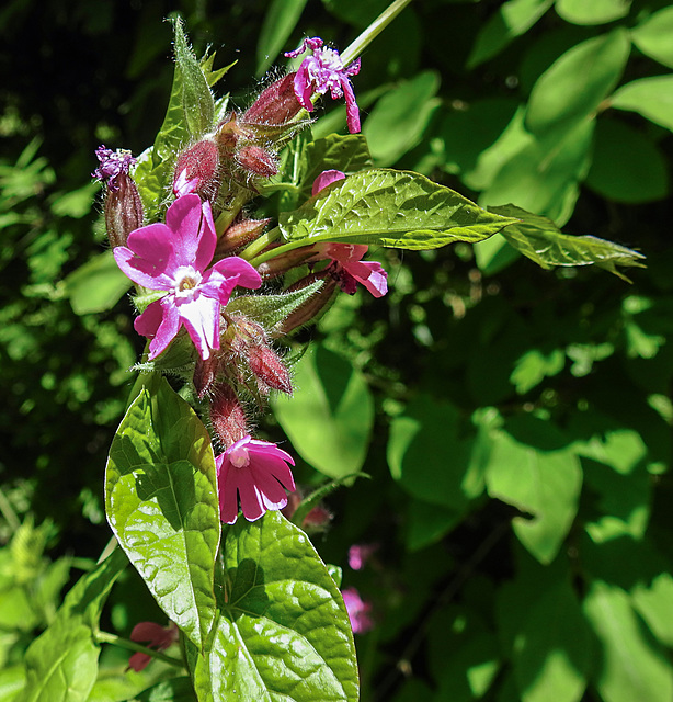 20230531 0519CPw [D~LIP] Rote Lichtnelke (Silene dioica), UWZ, Bad Salzuflen