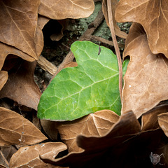 Ivy Ivy