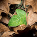 Ivy