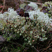 Lichens at Nipstone Rock.