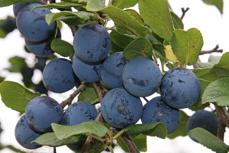 Blue plums