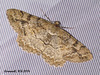 1941 Alcis repandata (Mottled Beauty)